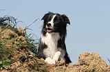 BORDER COLLIE 556